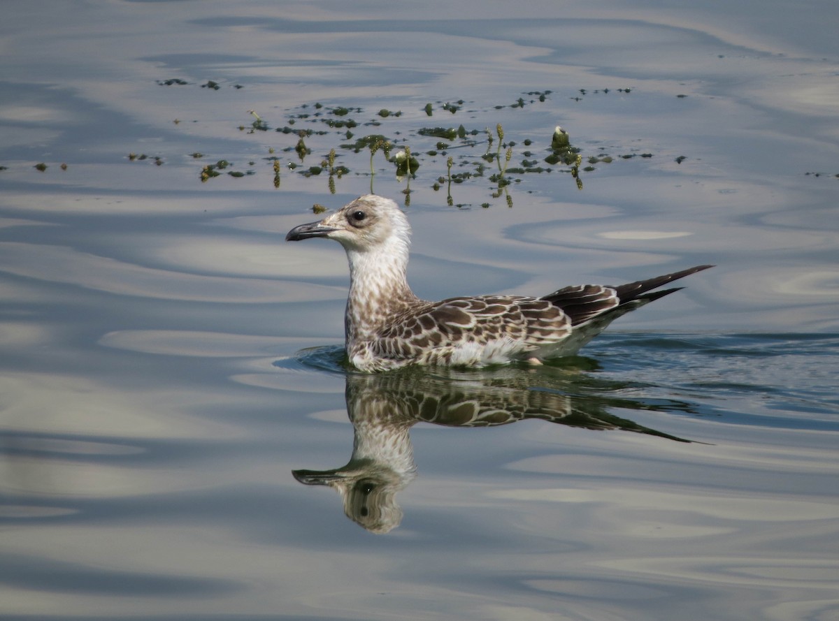 Armenian Gull - ML604012851