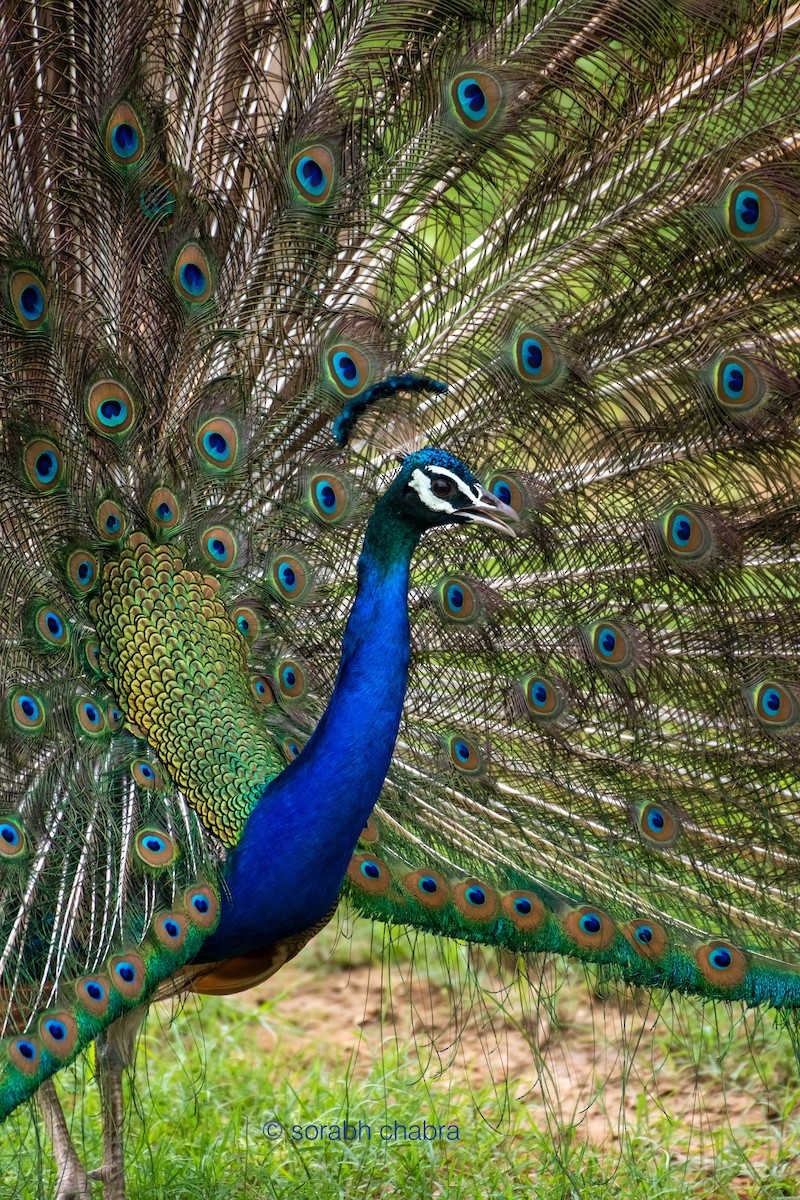 Indian Peafowl - Sorabh Chabra