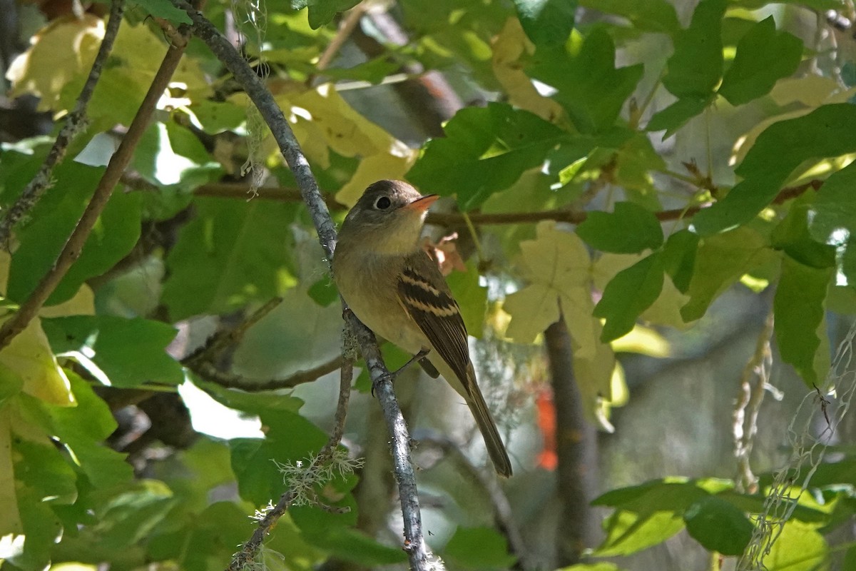 Western Flycatcher (Pacific-slope) - ML604014991