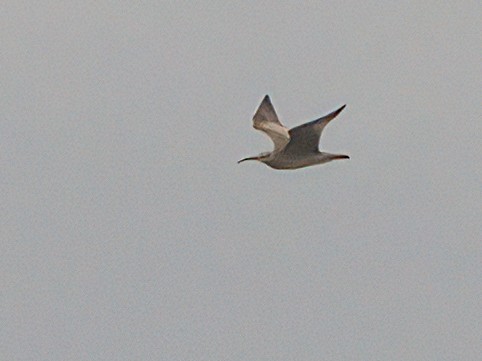 Whimbrel - John Gluth