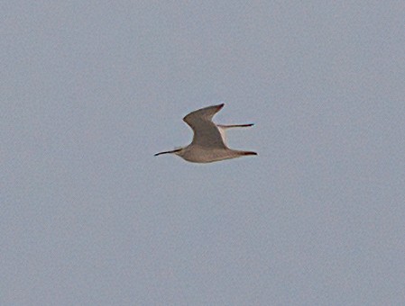 Whimbrel - ML604015571