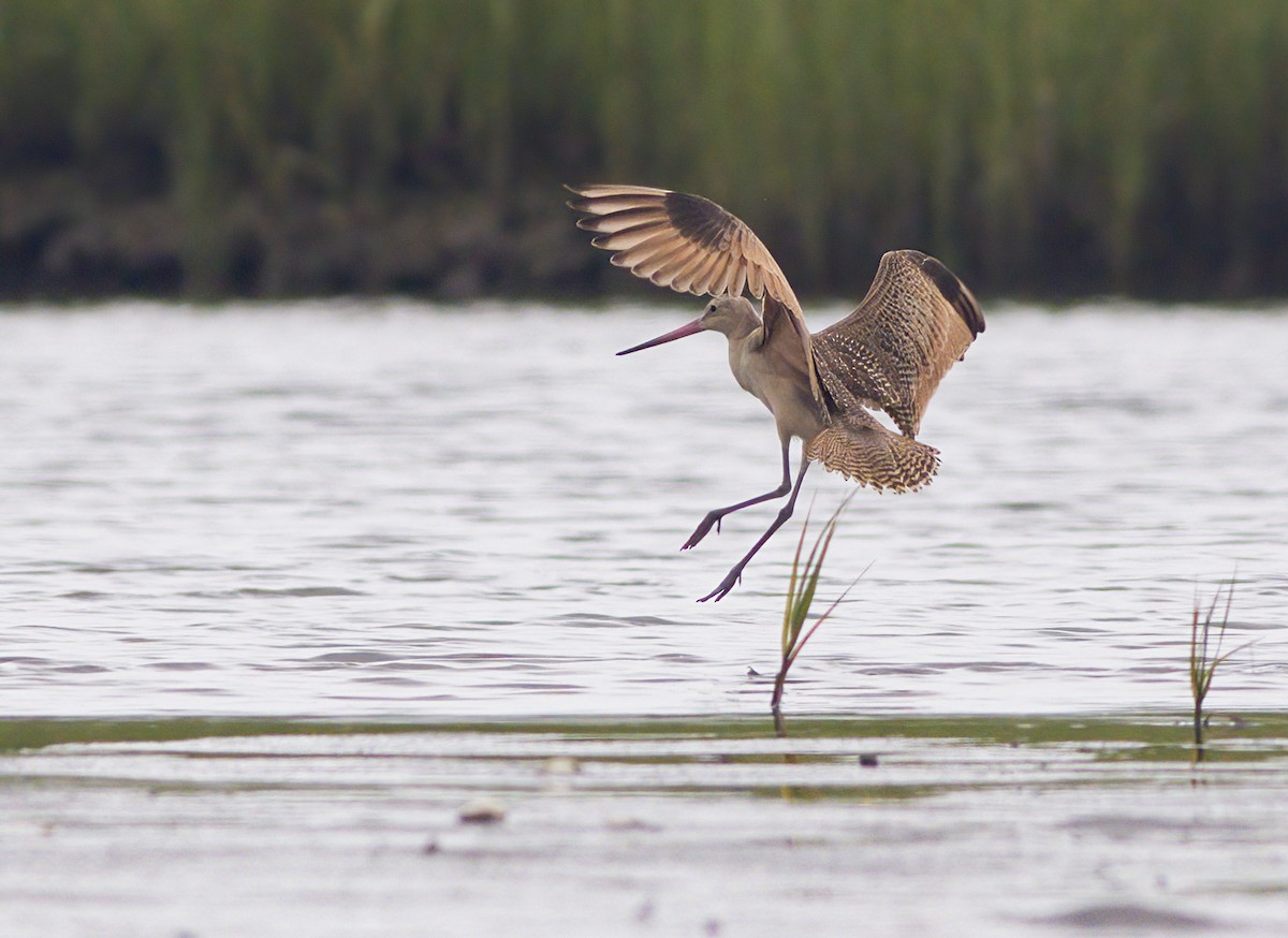 Marbled Godwit - John Gluth