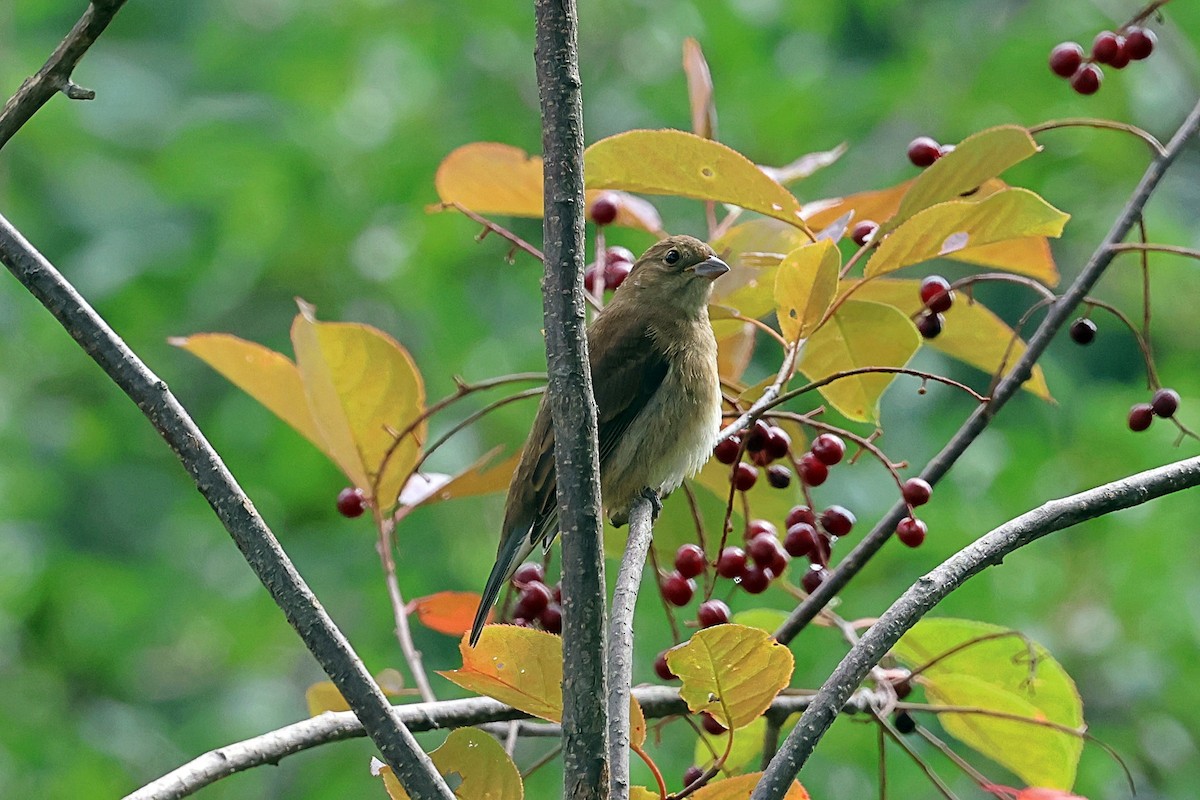Indigo Bunting - ML604016471