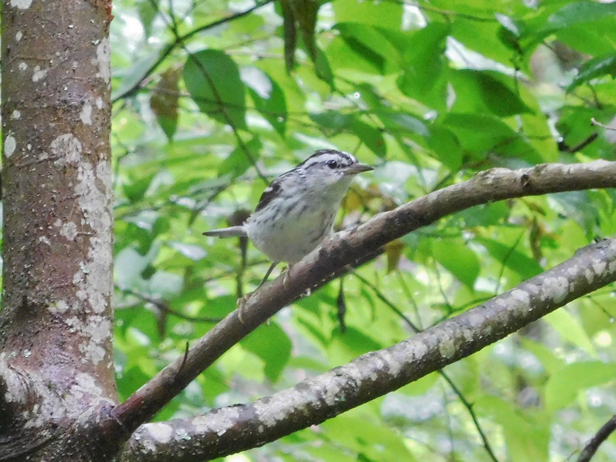 Black-and-white Warbler - ML60401651