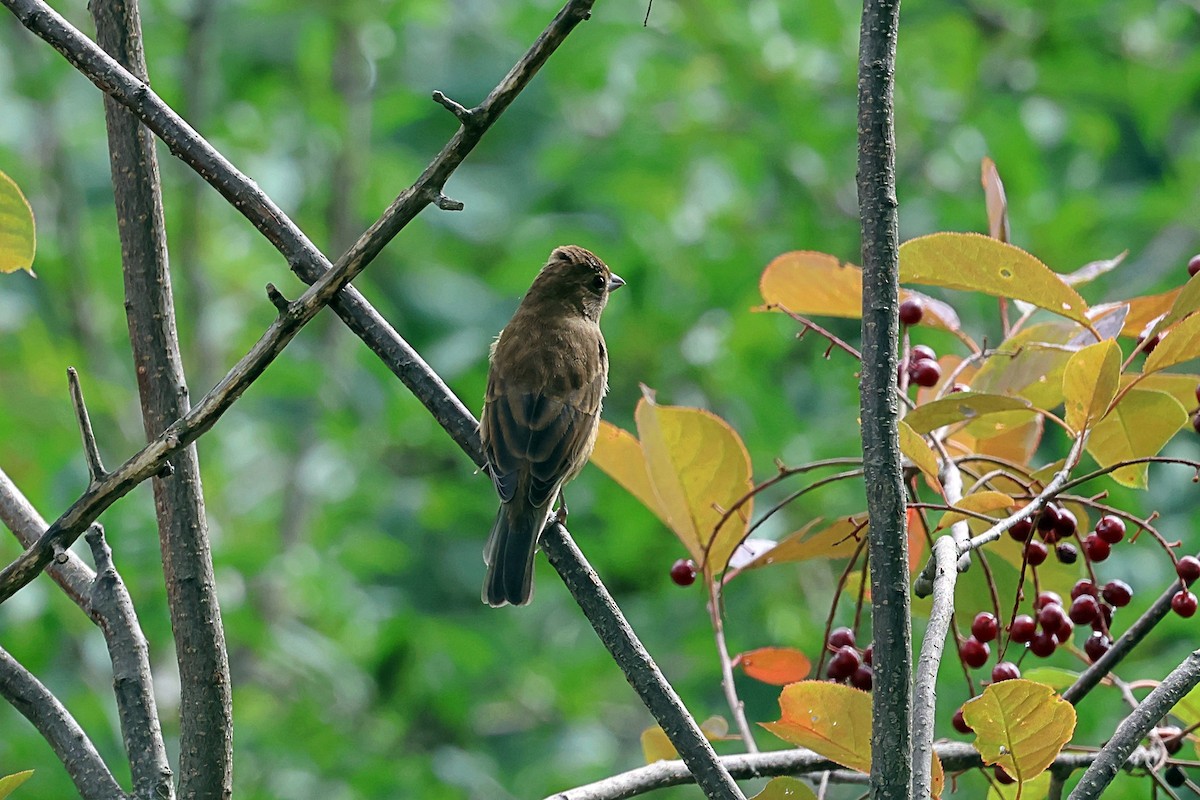 Indigo Bunting - ML604016571