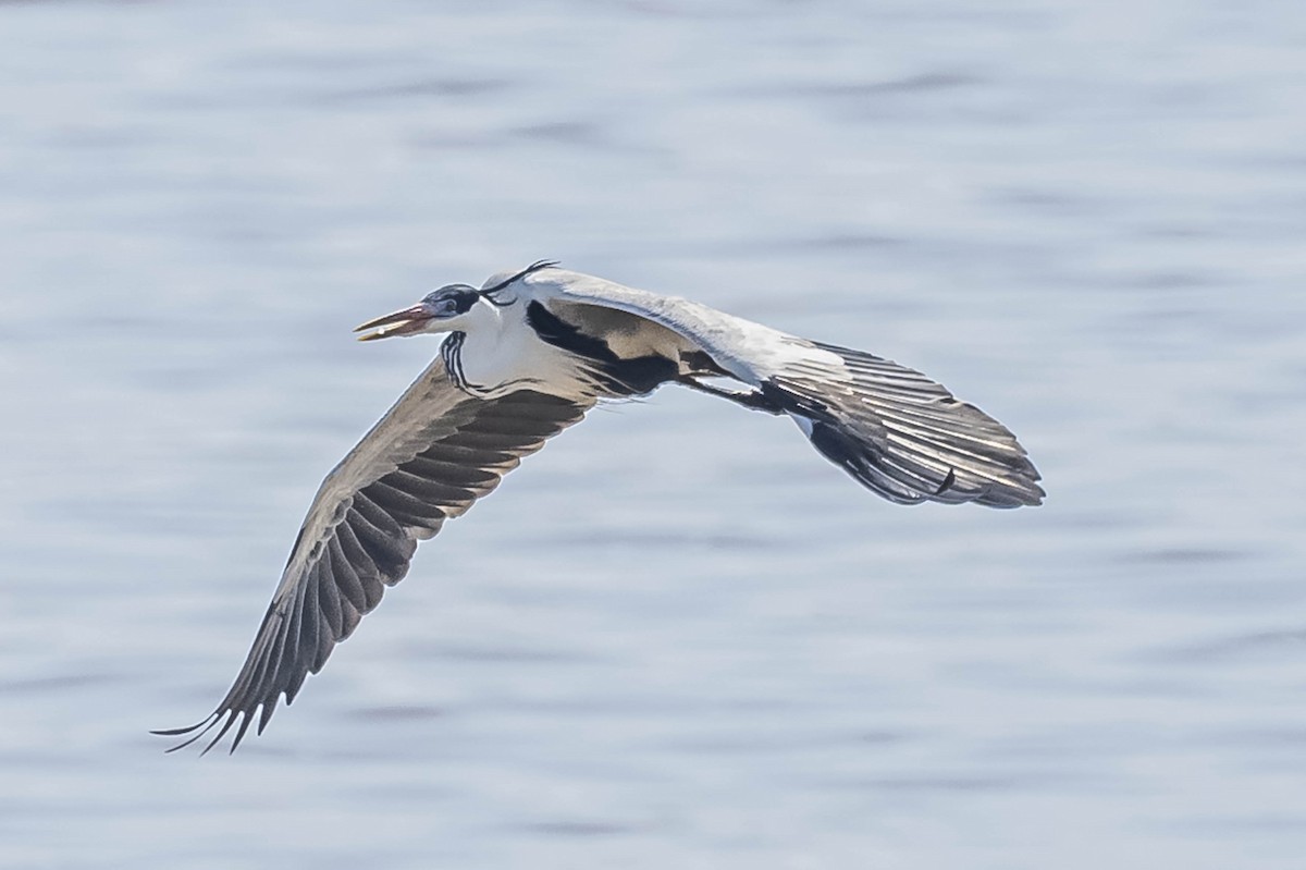 Cocoi Heron - ML604016581