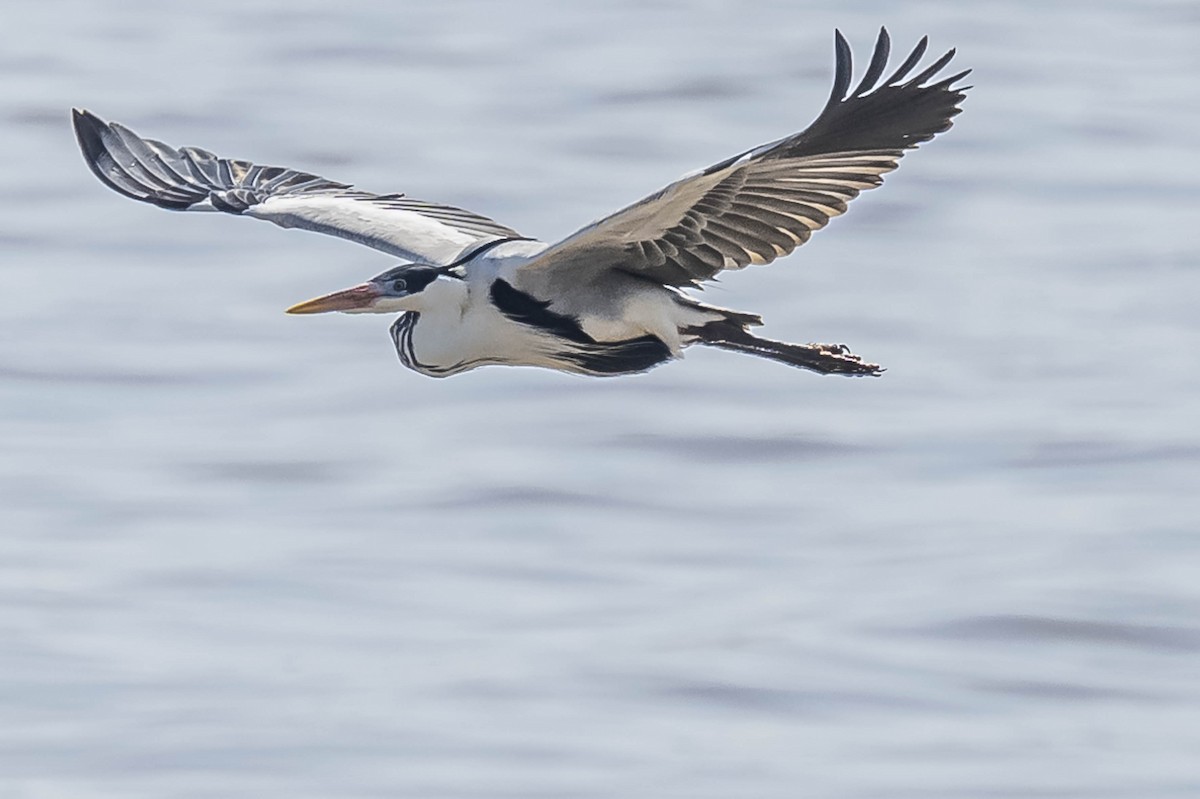 Cocoi Heron - ML604016601