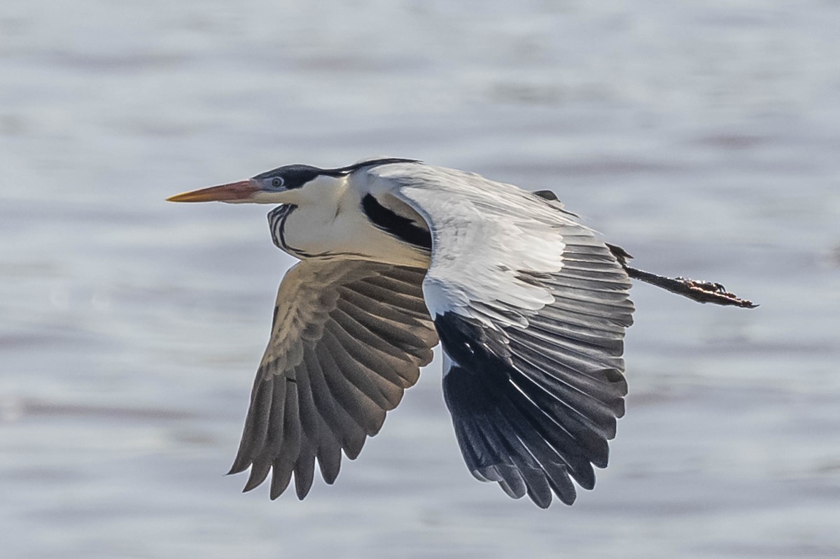 Cocoi Heron - ML604016611
