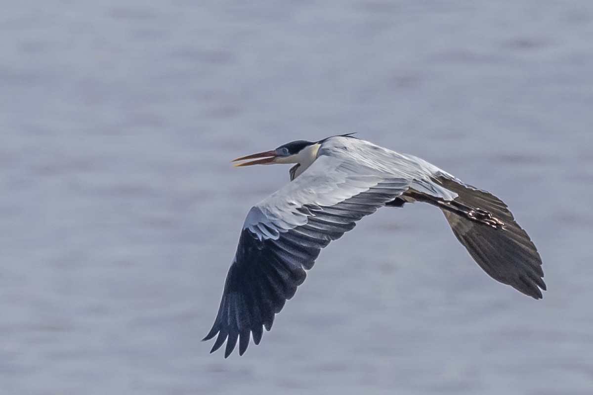 Cocoi Heron - ML604016621