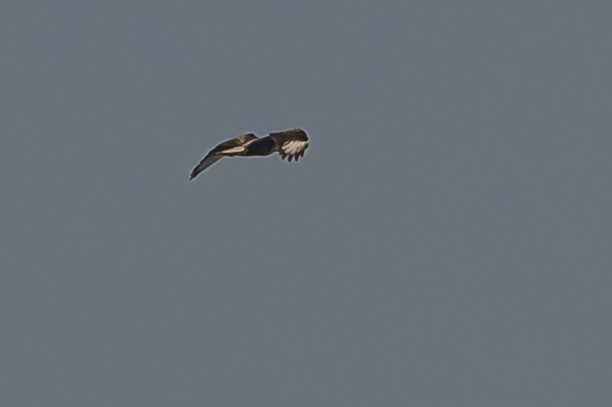 Crested Caracara - ML604016641
