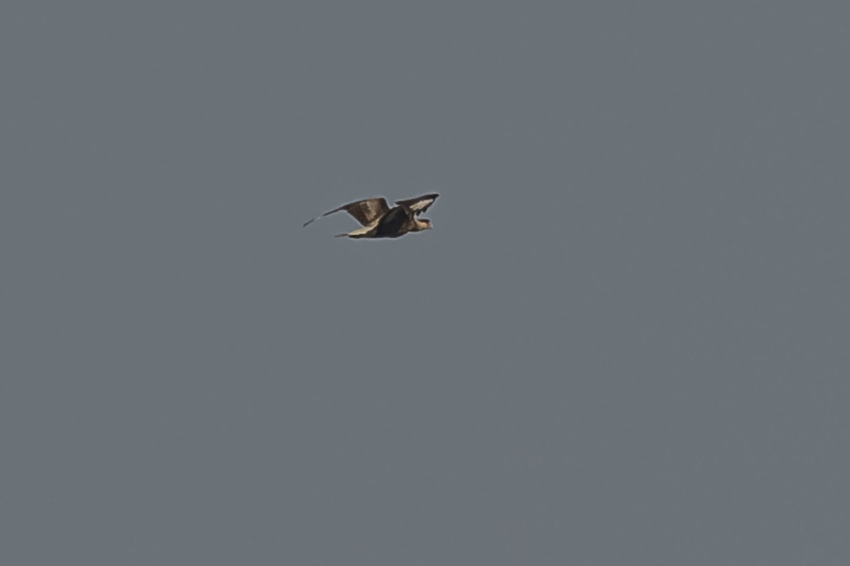 Crested Caracara - ML604016651