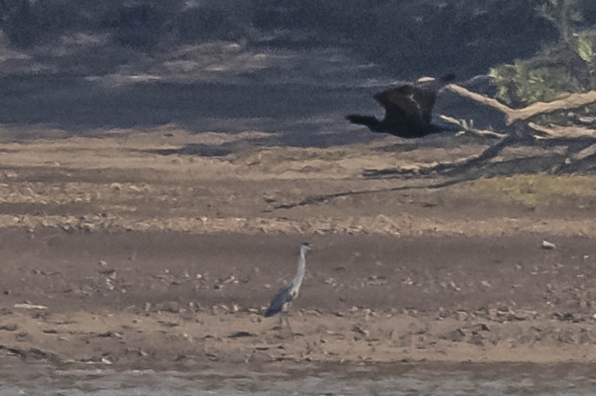 Cocoi Heron - ML604016721