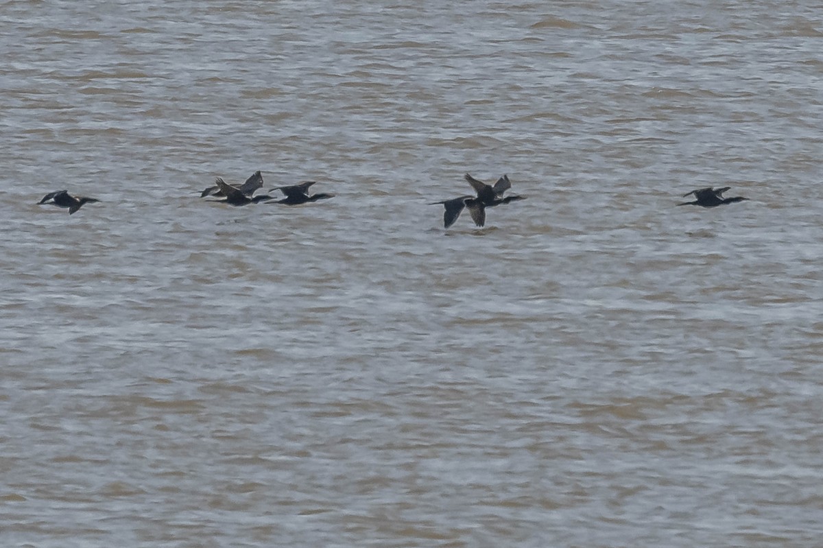 Neotropic Cormorant - ML604016741