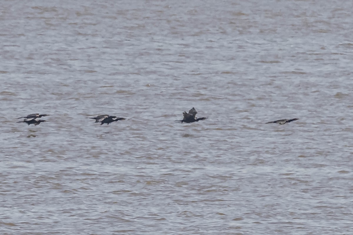Neotropic Cormorant - ML604016751