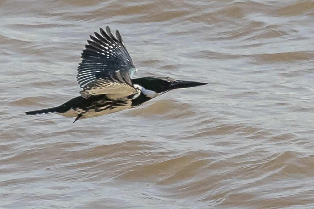 Amazon Kingfisher - ML604016801