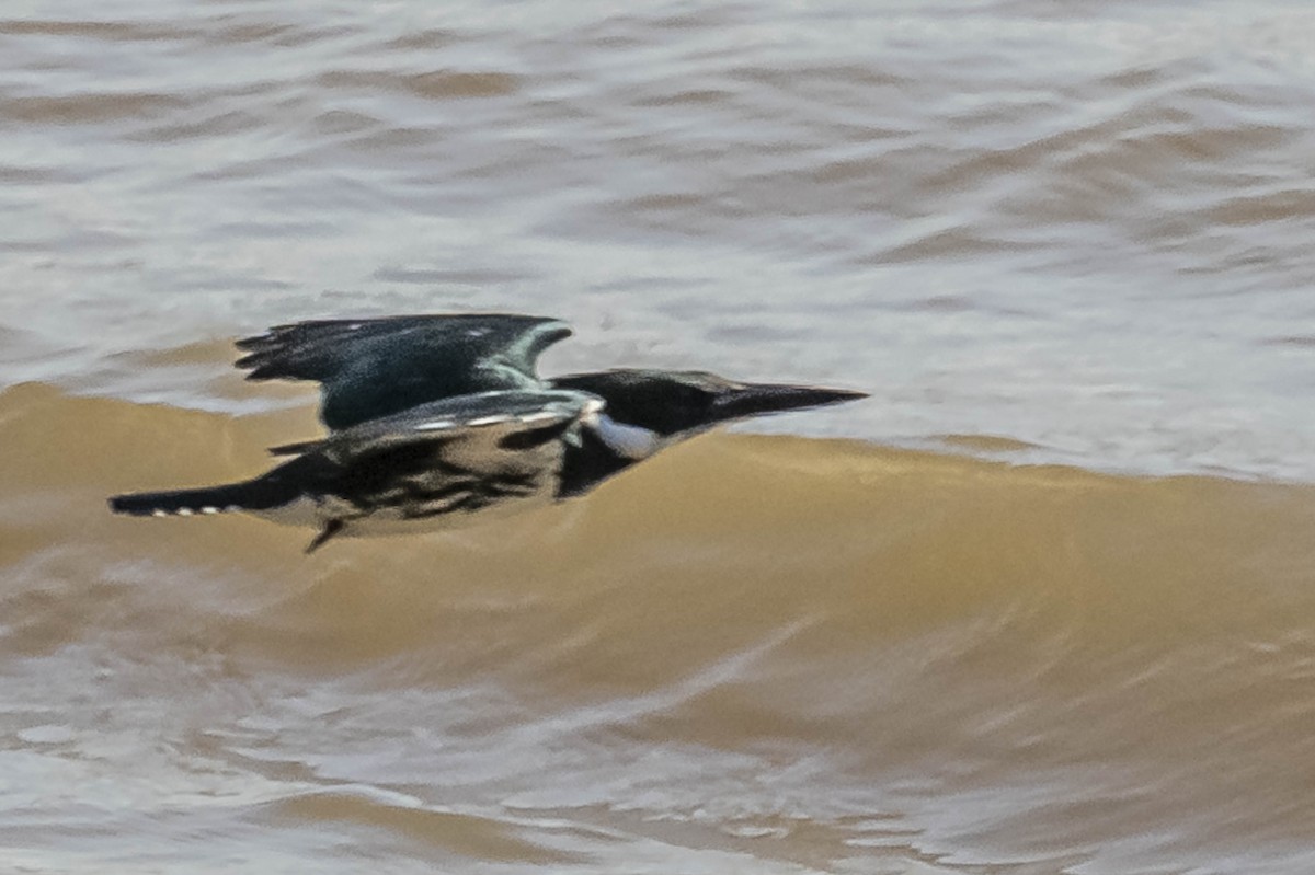 Amazon Kingfisher - ML604016821