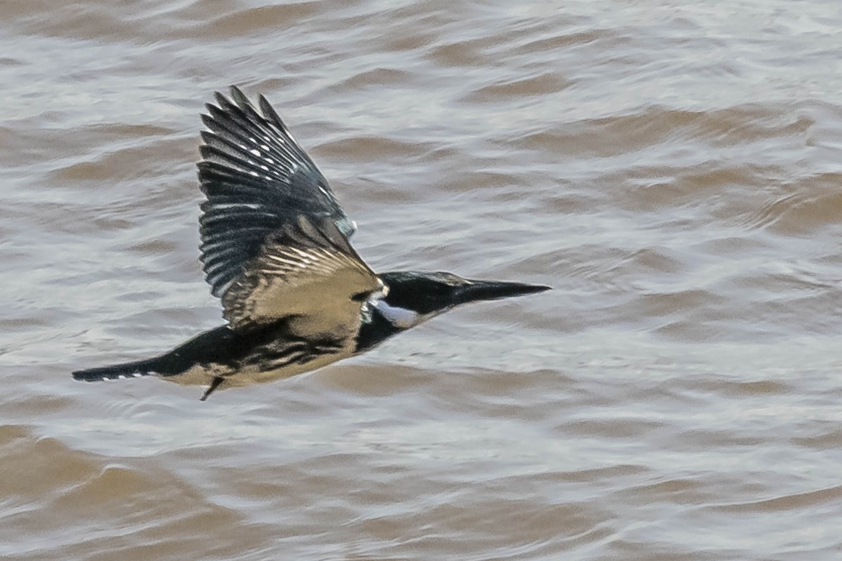 Amazon Kingfisher - ML604016831