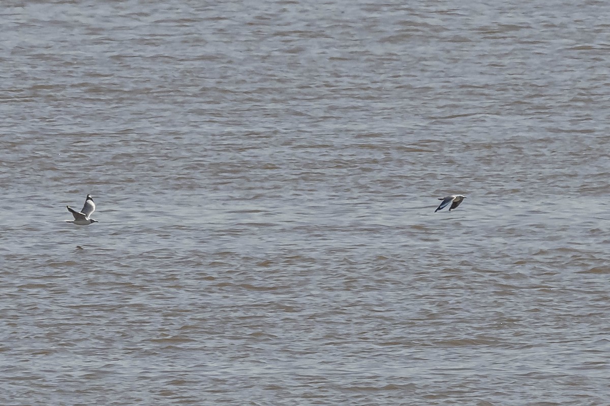 Gray-hooded Gull - ML604016911