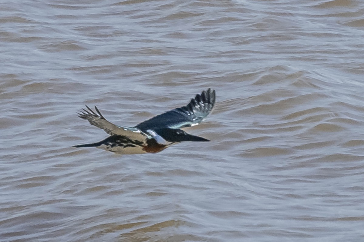Amazon Kingfisher - ML604016961