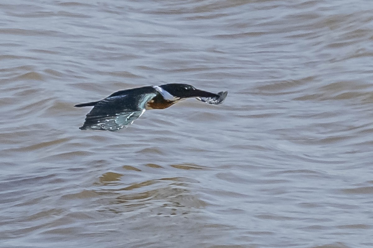 Amazon Kingfisher - ML604016981