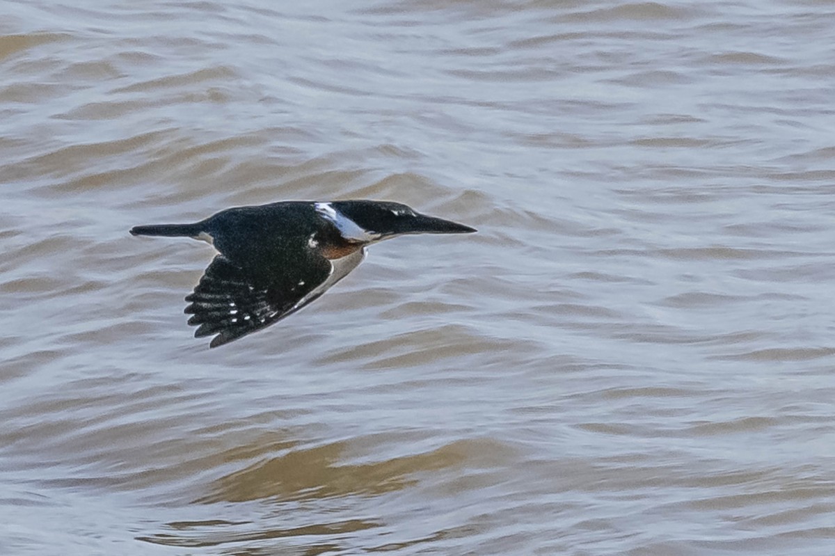 Amazon Kingfisher - ML604016991