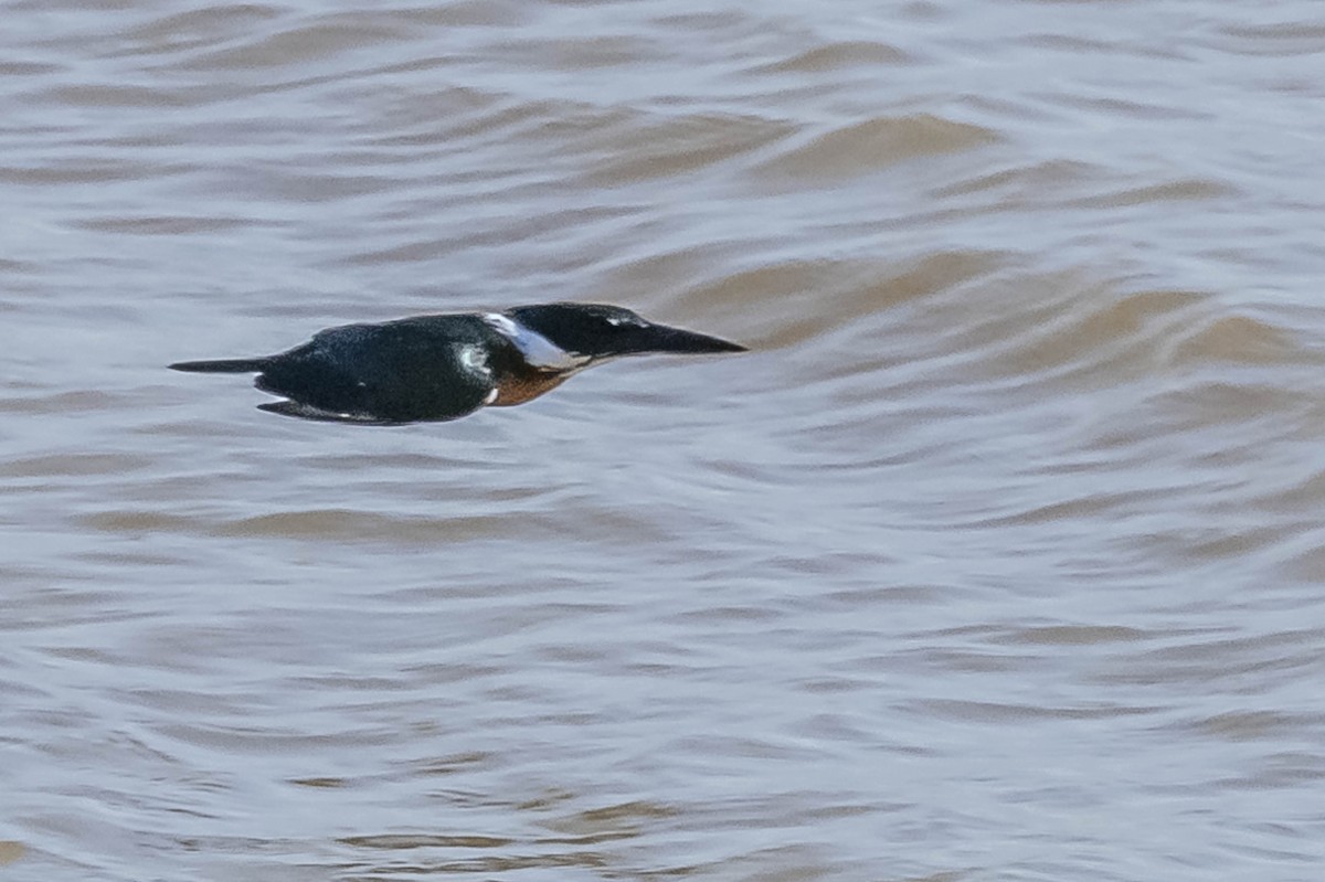 Amazon Kingfisher - ML604017021