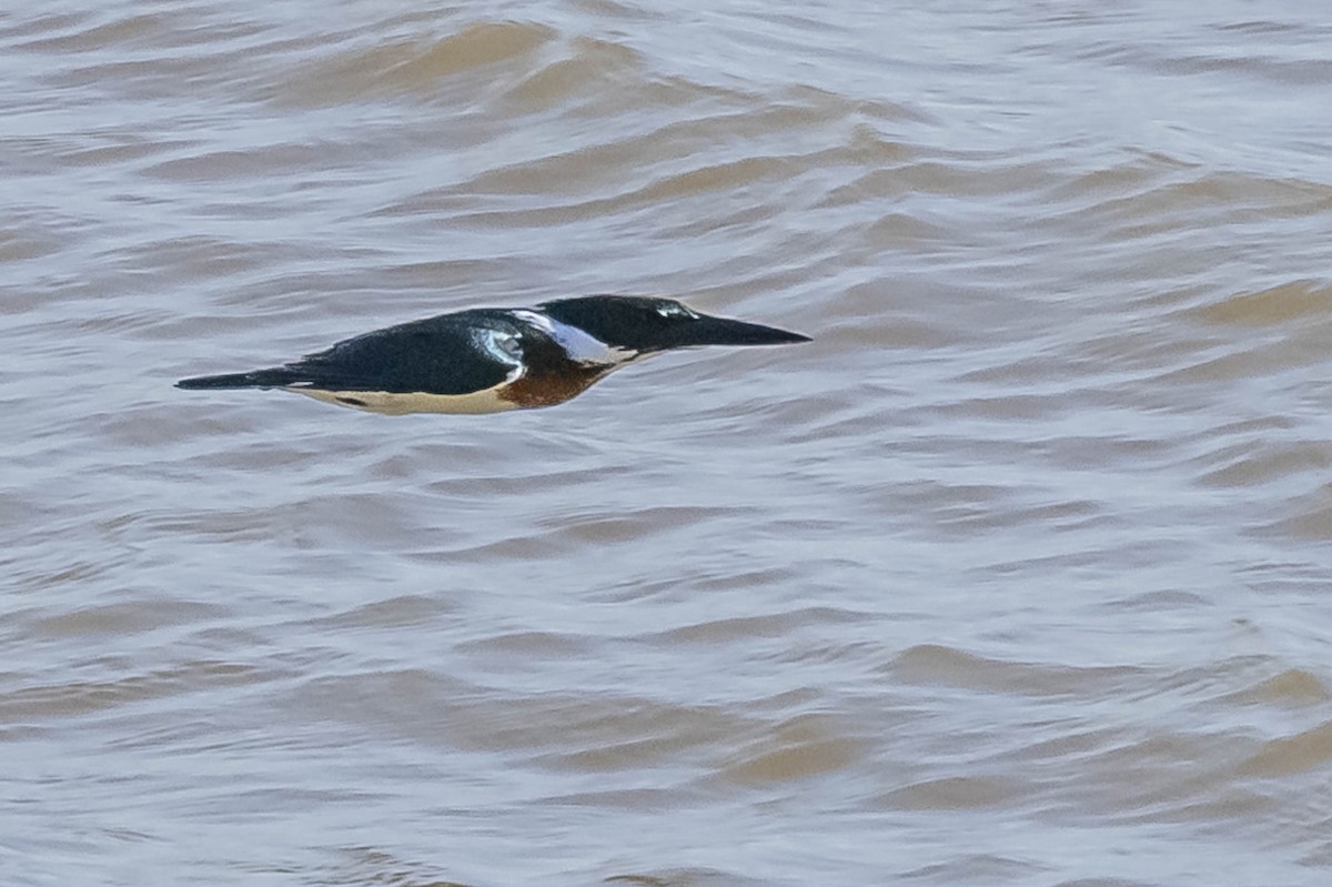 Amazon Kingfisher - ML604017031