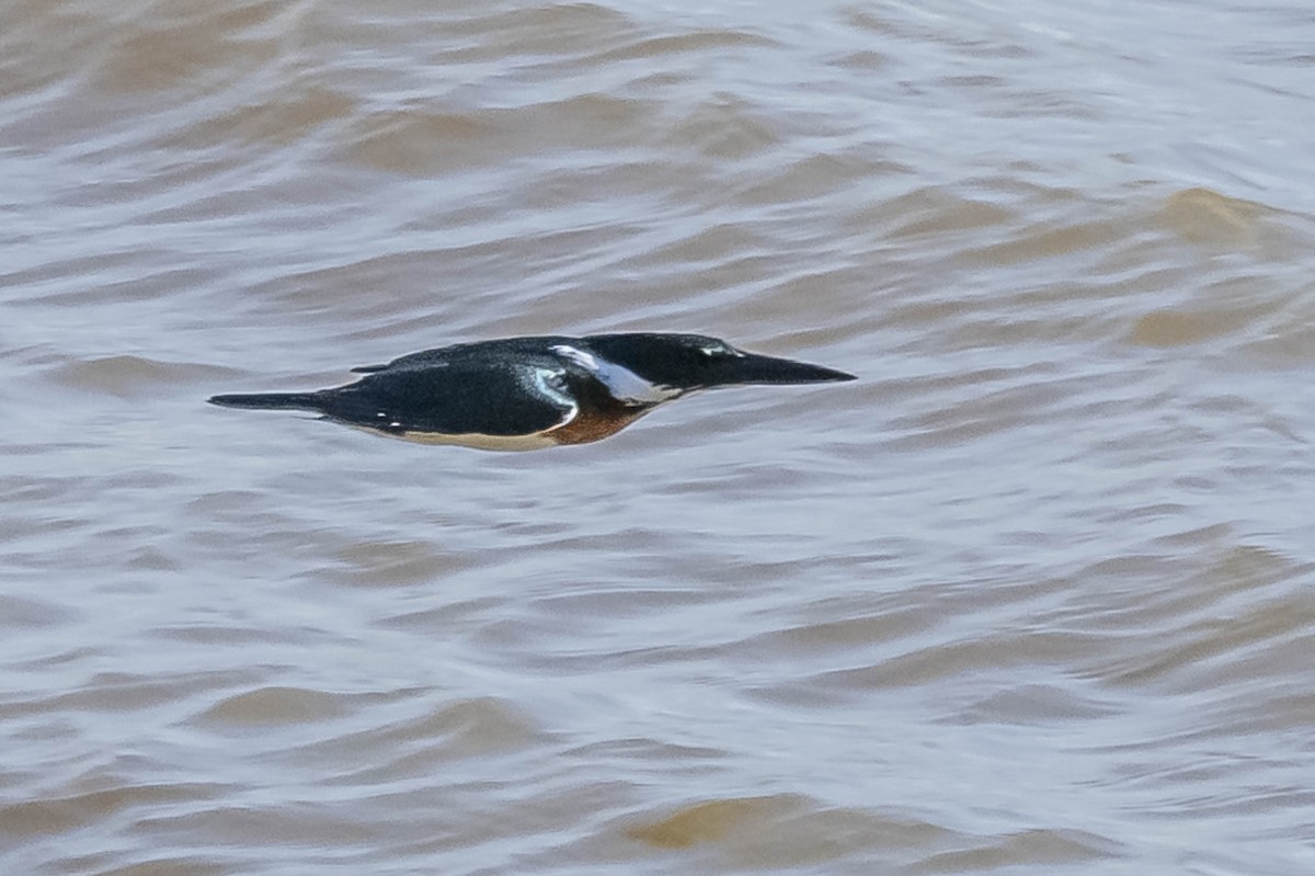 Amazon Kingfisher - ML604017041