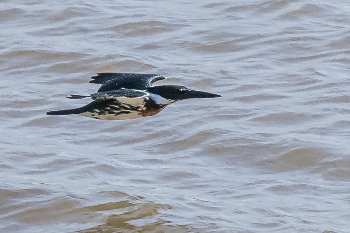 Amazon Kingfisher - ML604017081