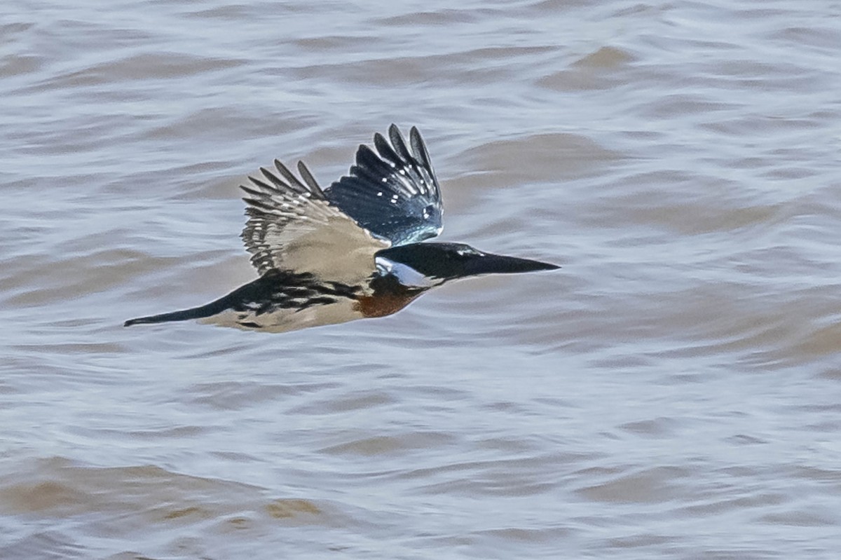 Amazon Kingfisher - ML604017091