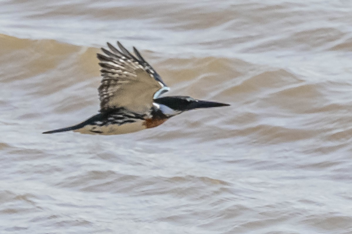 Amazon Kingfisher - ML604017101