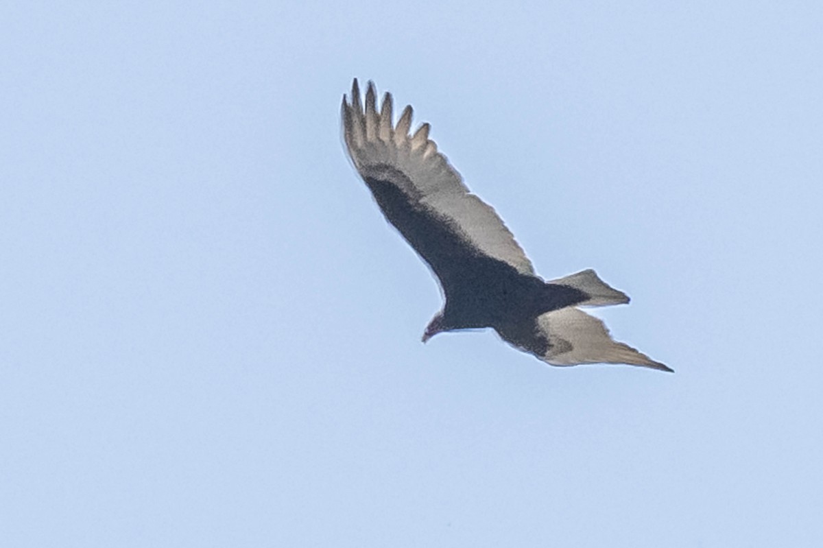 Turkey Vulture - ML604017131