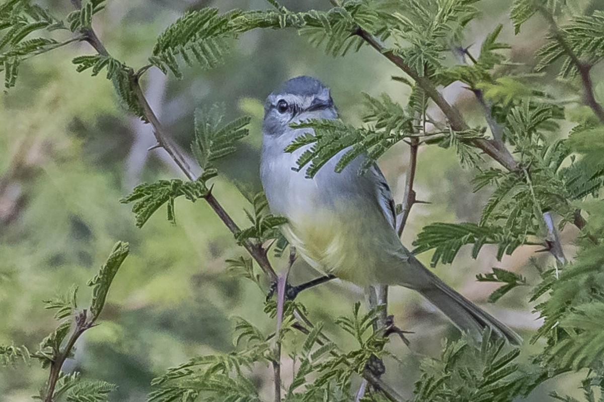 White-crested Tyrannulet - ML604017201