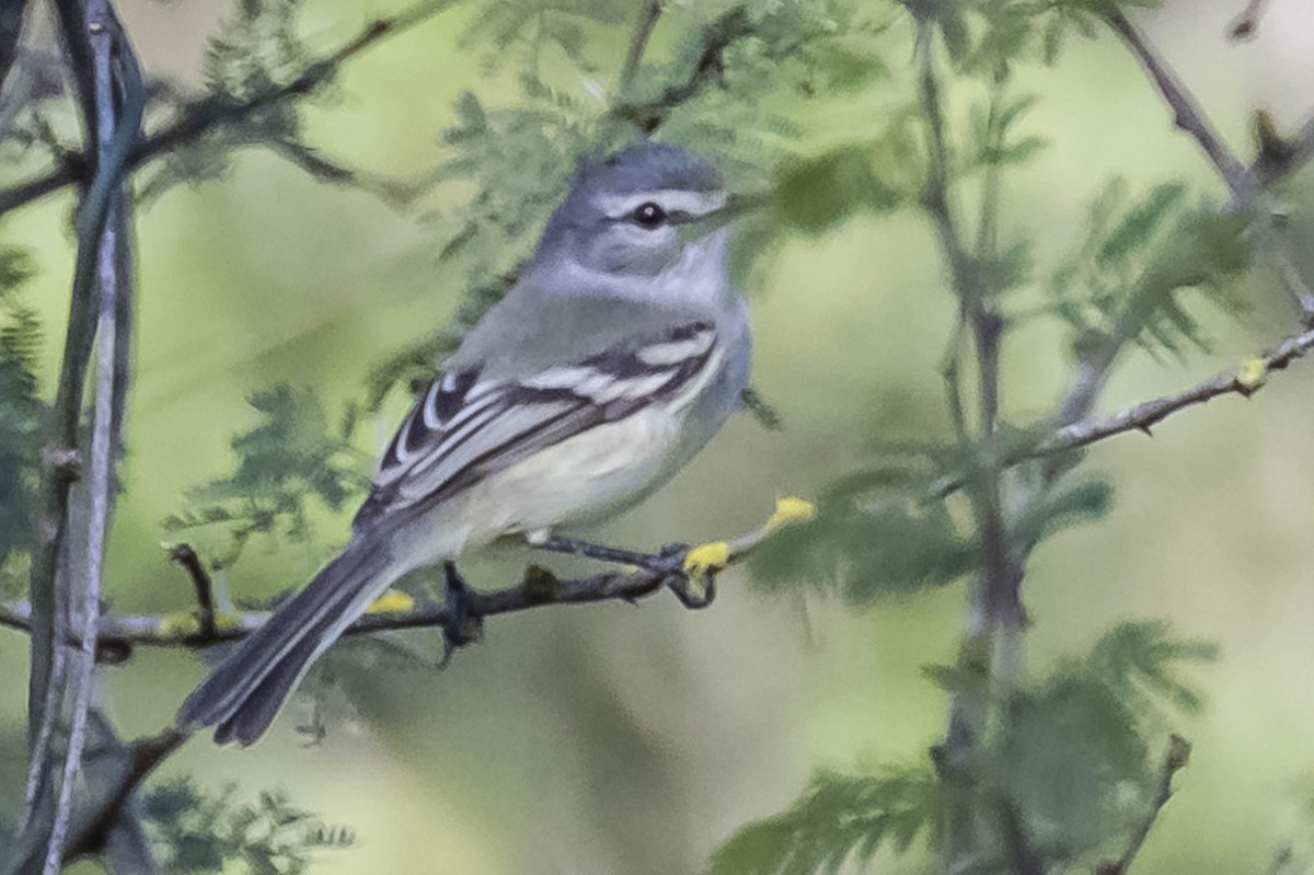White-crested Tyrannulet - ML604017211