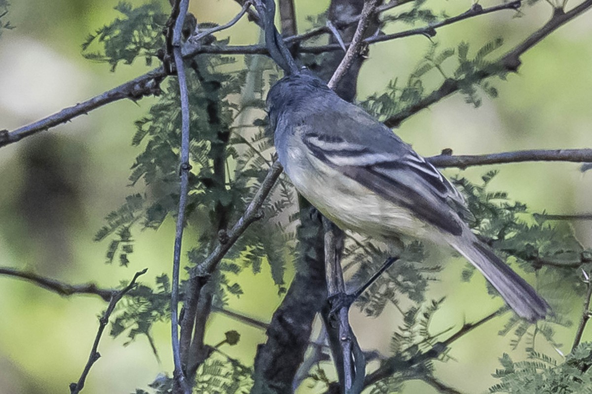 White-crested Tyrannulet - ML604017221