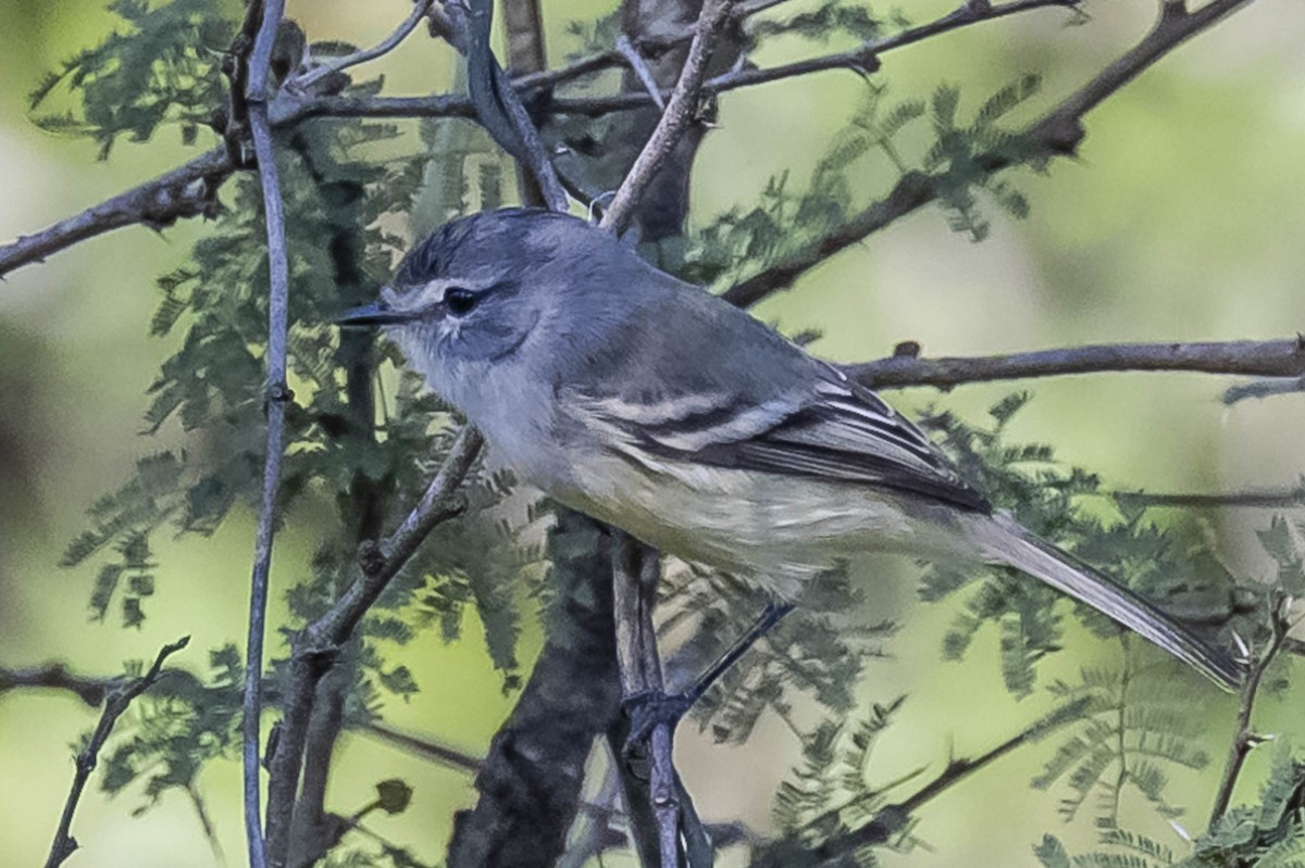 White-crested Tyrannulet - ML604017231