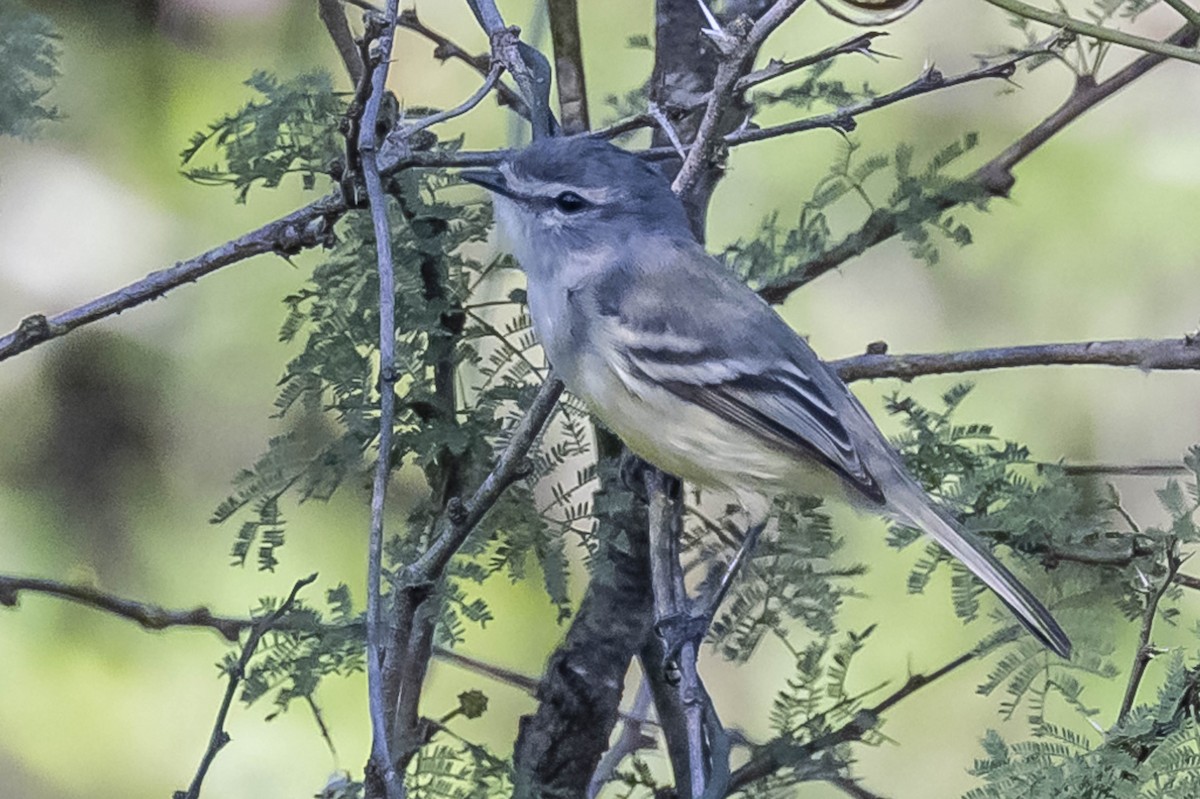 White-crested Tyrannulet - ML604017281