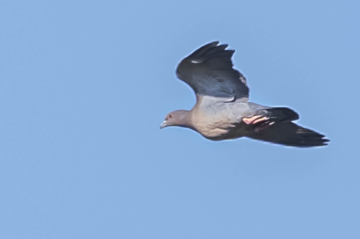 Picazuro Pigeon - ML604017291