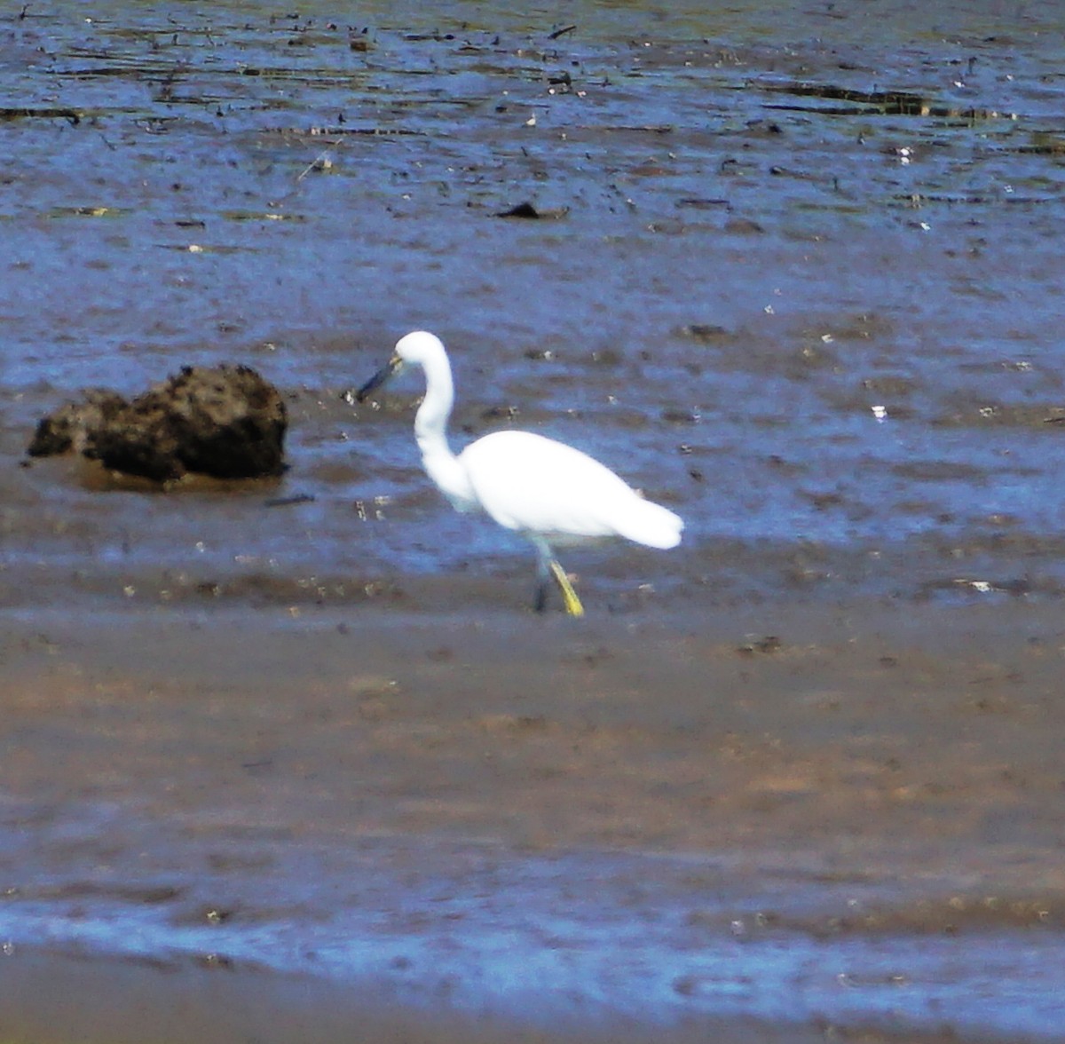 Little Blue Heron - ML604017501