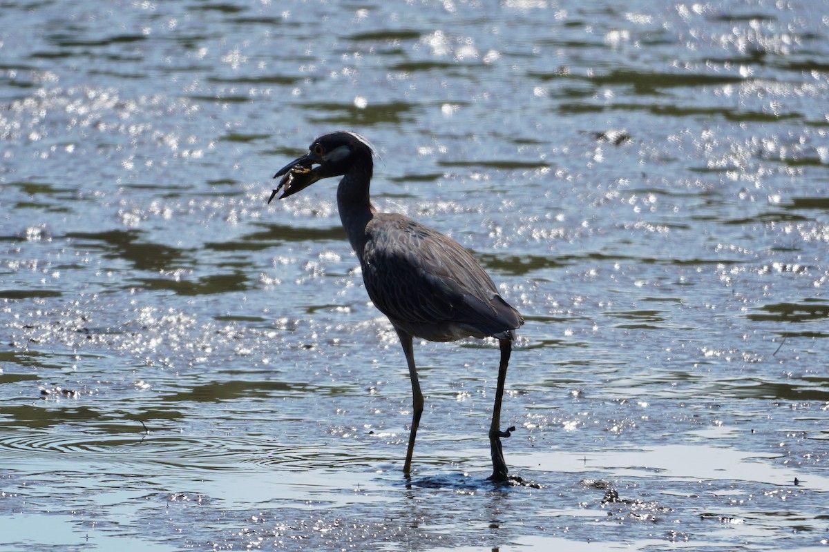 Yellow-crowned Night Heron - ML604017511