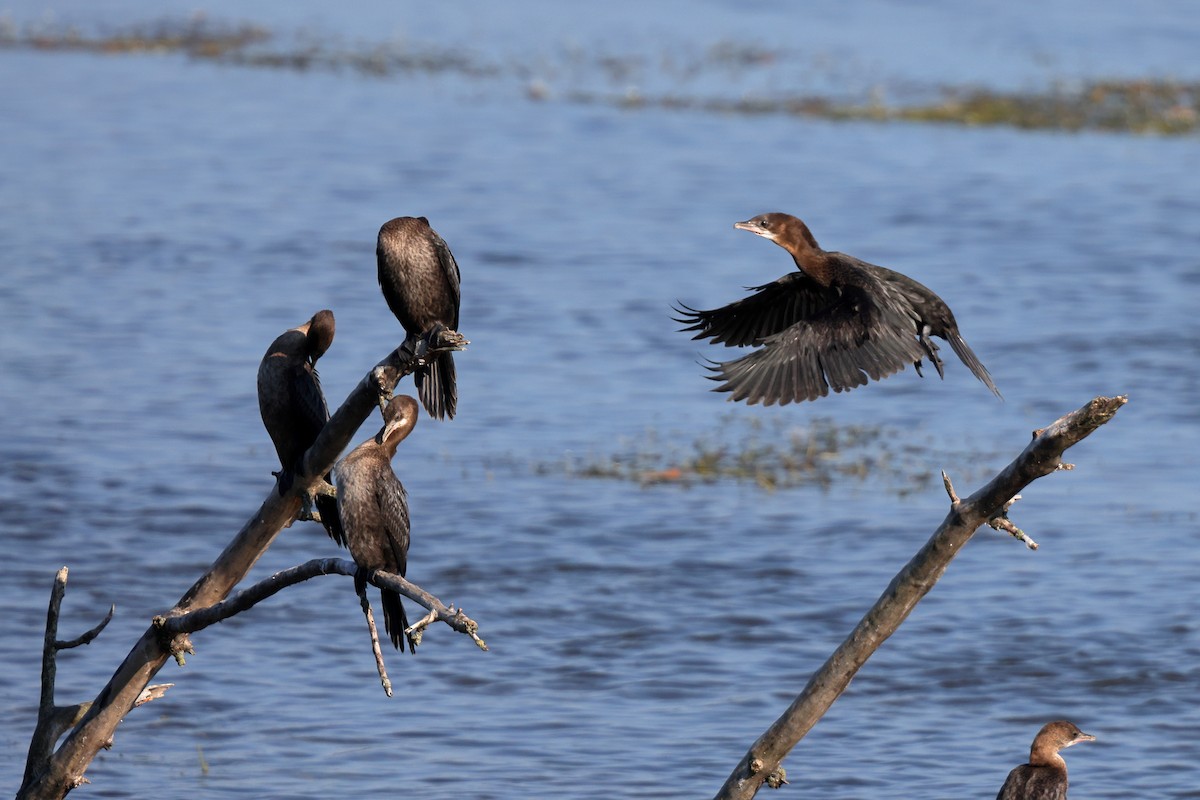 Pygmy Cormorant - ML604019581