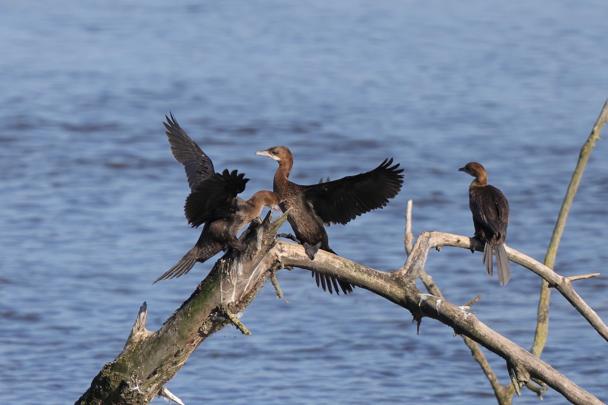 Pygmy Cormorant - ML604019621