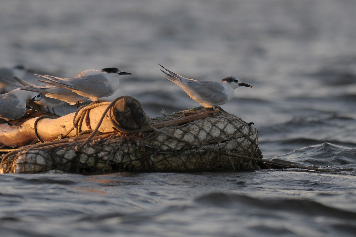 Sandwich Tern - ML604020091