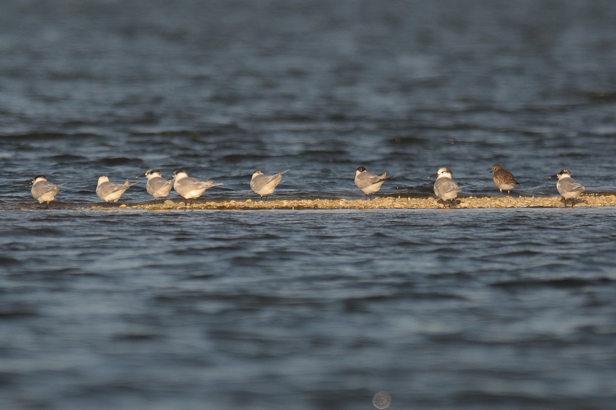 Sandwich Tern - ML604020111