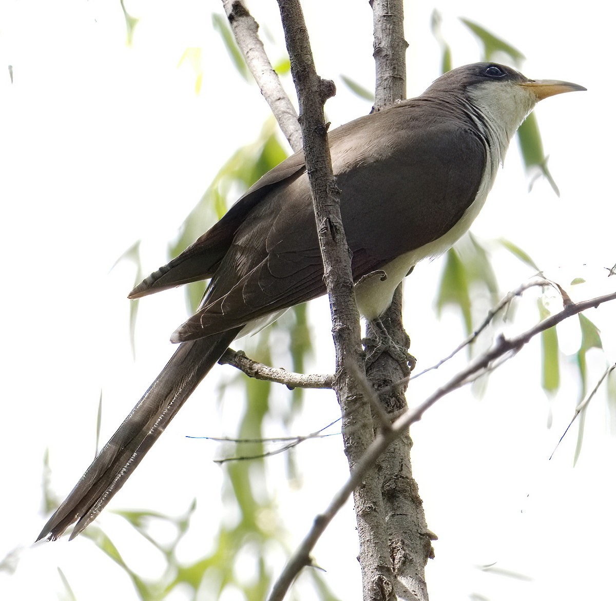 Yellow-billed Cuckoo - ML604020741