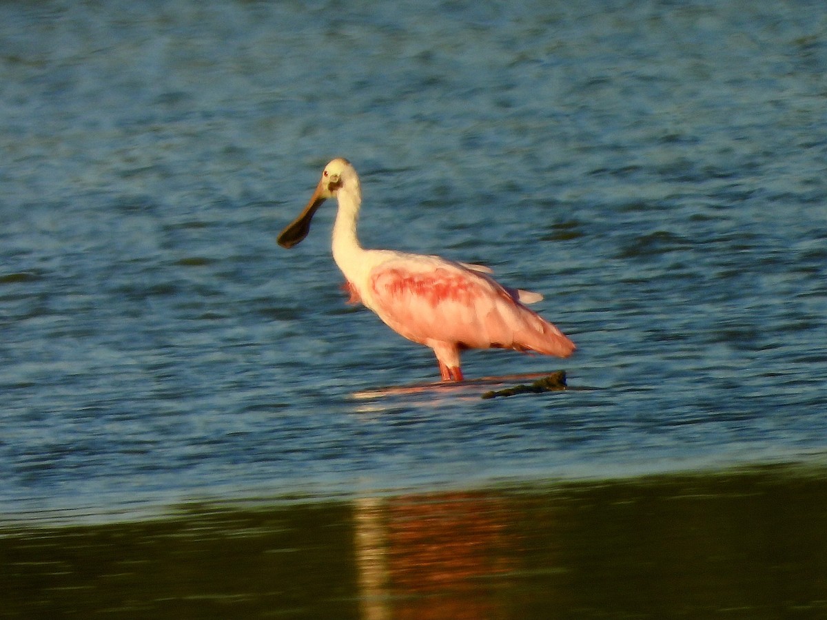 Roseate Spoonbill - ML604021311