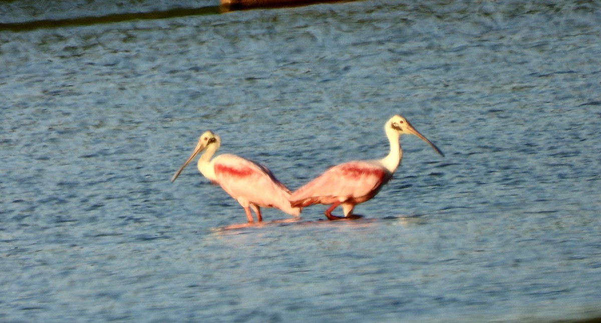 Roseate Spoonbill - ML604021321