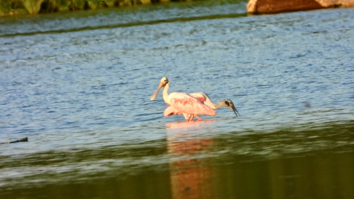 Roseate Spoonbill - ML604021471