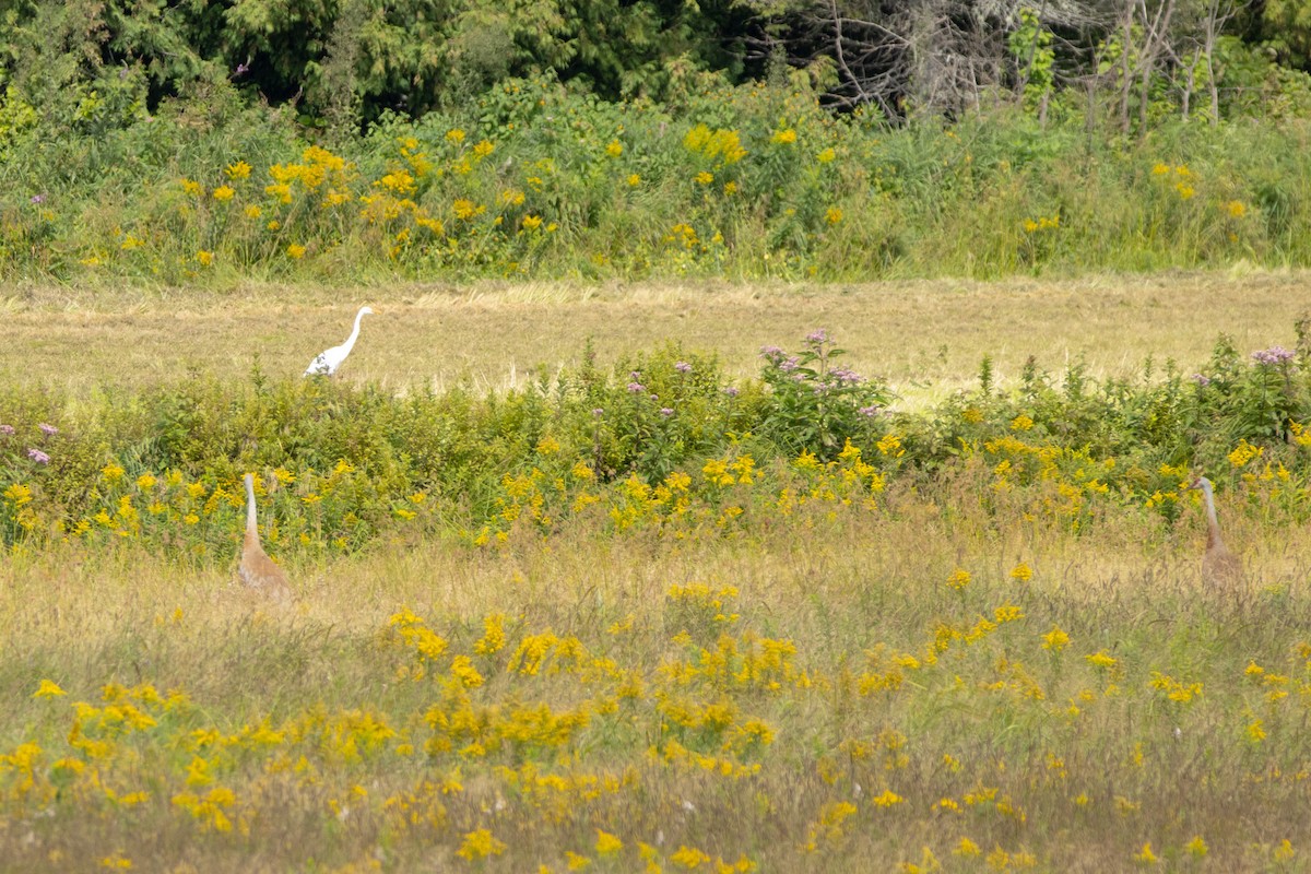 Sandhill Crane - ML604021661