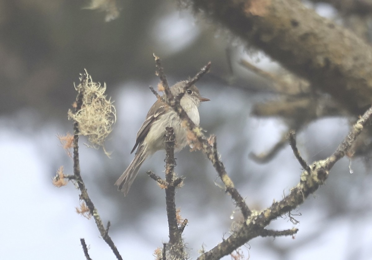 Willow Flycatcher - ML604021761